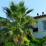 Washingtonia filifera Leaf