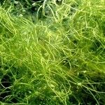 Utricularia gibba 整株植物