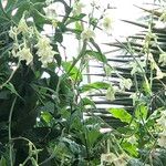 Nicotiana spp. Habit