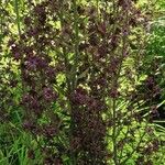 Veratrum nigrum Flower