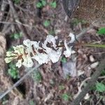Corydalis cava Kvet