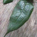 Miconia fragilis Лист
