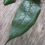 Miconia fragilis Leaf