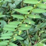 Phyllanthus virgatus 果實