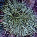 Carex ornithopoda ᱛᱟᱦᱮᱸ