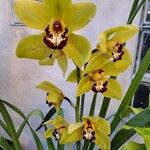 Cymbidium devonianum PaxtonBlomst