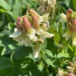 Astragalus frigidus 花