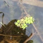 Salvinia natans Leaf