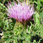 Cirsium acaulon अन्य