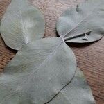 Eucalyptus cinerea ᱥᱟᱠᱟᱢ