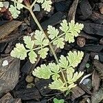 Myrrhis odorata Leaf