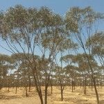 Eucalyptus camaldulensis Bark