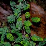Phyllanthus stipulatus Leaf