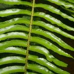 Nephrolepis brownii Leaf