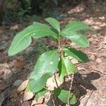 Garcinia intermedia Leaf