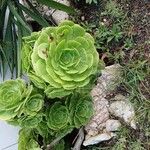 Aeonium castello-paivae Likasa
