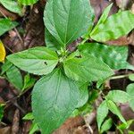 Calyptocarpus wendlandiiBlad