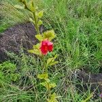 Hibiscus aponeurus Квітка