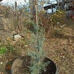 Cupressus arizonica Листок