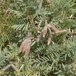 Vicia cusnae Hábito