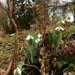 Galanthus plicatus ᱛᱟᱦᱮᱸ