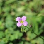 Oxalis latifoliaFlor