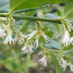 Sarcococca hookeriana Flower