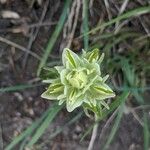 Castilleja occidentalis Žiedas