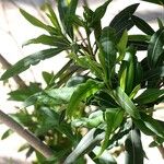 Nerium oleander Blatt