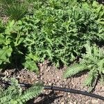 Eryngium planum Feuille