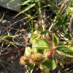 Acalypha alopecuroidea Blatt