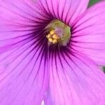 Oxalis articulata Flor