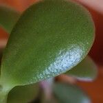 Crassula ovata পাতা