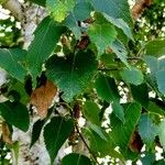 Betula ermanii 葉