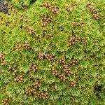 Azorella aretioides Leaf