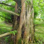 Metasequoia glyptostroboides বাকল