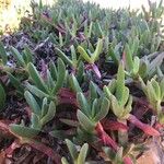 Carpobrotus chilensis Hoja