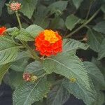 Lantana × aculeataFlor