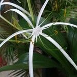 Hymenocallis speciosa Flor