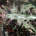 Opuntia fragilis Leaf