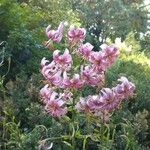 Lilium martagon Цветок