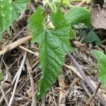 Convolvulus farinosus 葉