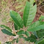 Vitex madiensis Folha