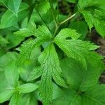 Anemone virginiana Leaf