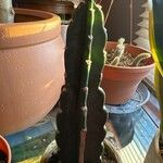 Cactus Queen of the night葉