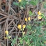 Coronilla repanda Květ