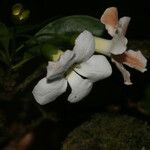 Bourreria costaricensis 花