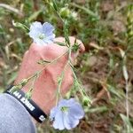 Linum usitatissimumFlower