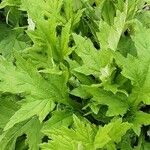 Echinops bannaticus Libunga