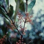 Austrobuxus huerlimannii പുഷ്പം